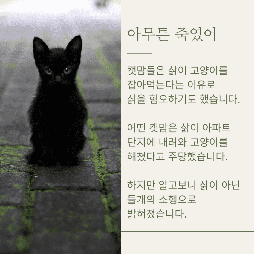 캣맘들 땜에 고통 받는 삵 근황 | 인스티즈