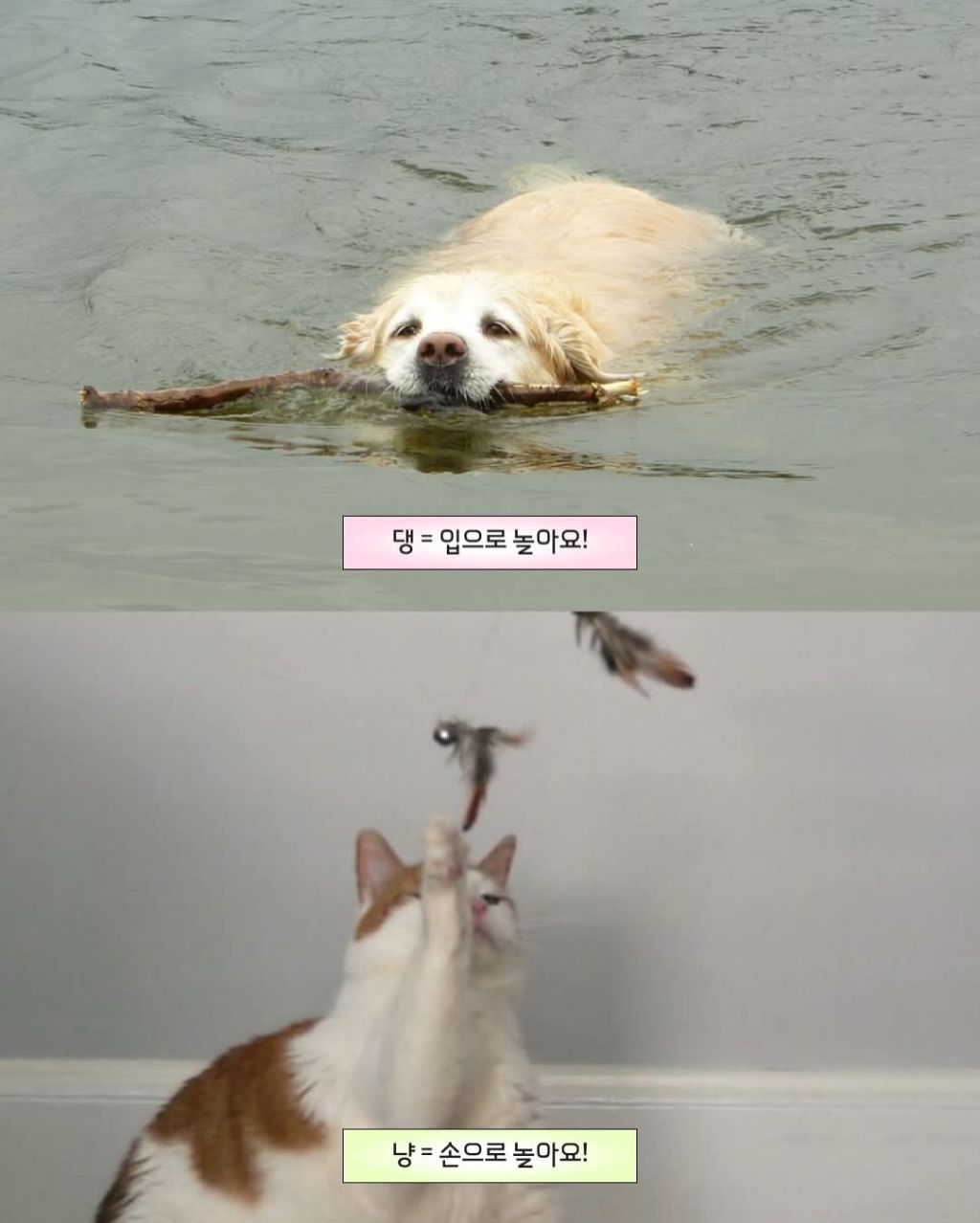 강아지와 고양이 결정적 차이점 | 인스티즈