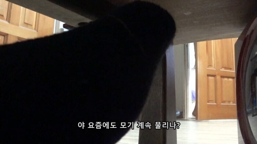 모기 때문에 고생하는 여동생 | 인스티즈
