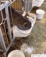 우유먹는법 모르는 송아지 | 인스티즈