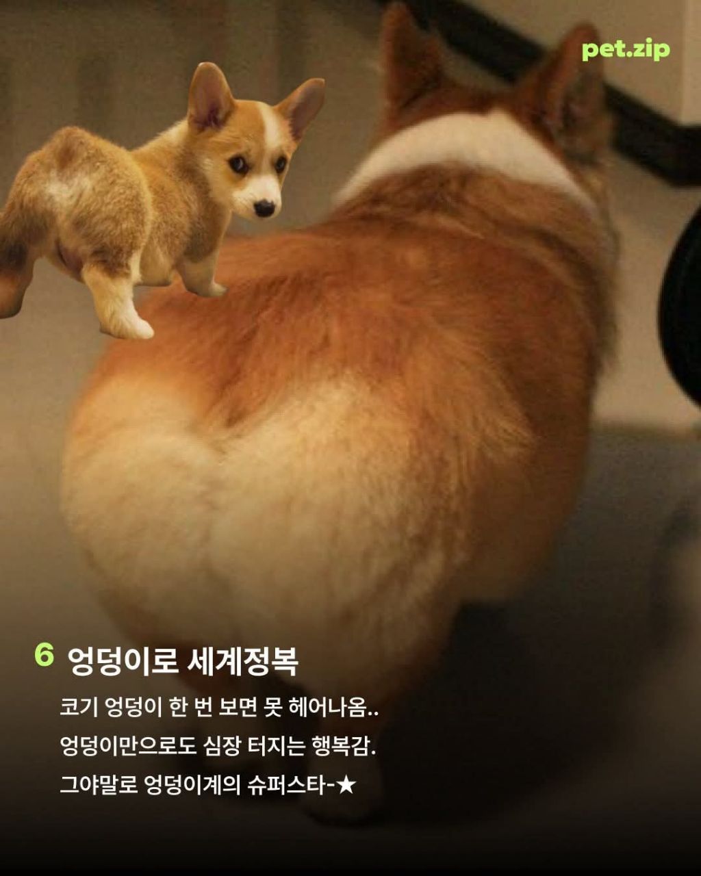 웰시코기가 짱인 이유 | 인스티즈