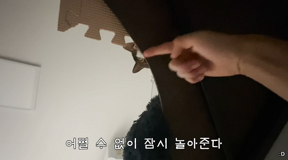 [hahaha] 고양이 때문에 드라마를 볼 수가 없다.gif | 인스티즈