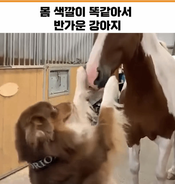 자기랑 색이 똑같은 말이 반가운 댕댕이.gif | 인스티즈