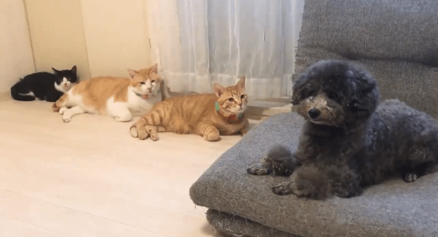 고양이들이 부담스러운 강아지.gif | 인스티즈