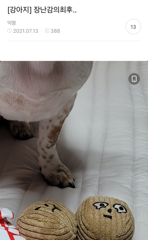 어제 동물병원 갔는데 옆테 다른 견주분이 몇살이냐고 물어보길래 26살이라고 대답했거든..? | 인스티즈