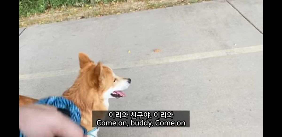 미국에서 당연시된다는 애견 문화 | 인스티즈