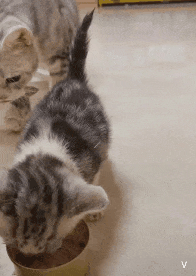 집사들은 아는 평범한 고양이의 모습 | 인스티즈