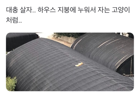 대충 살자 하우스 지붕에서 자는 고양이처럼 | 인스티즈