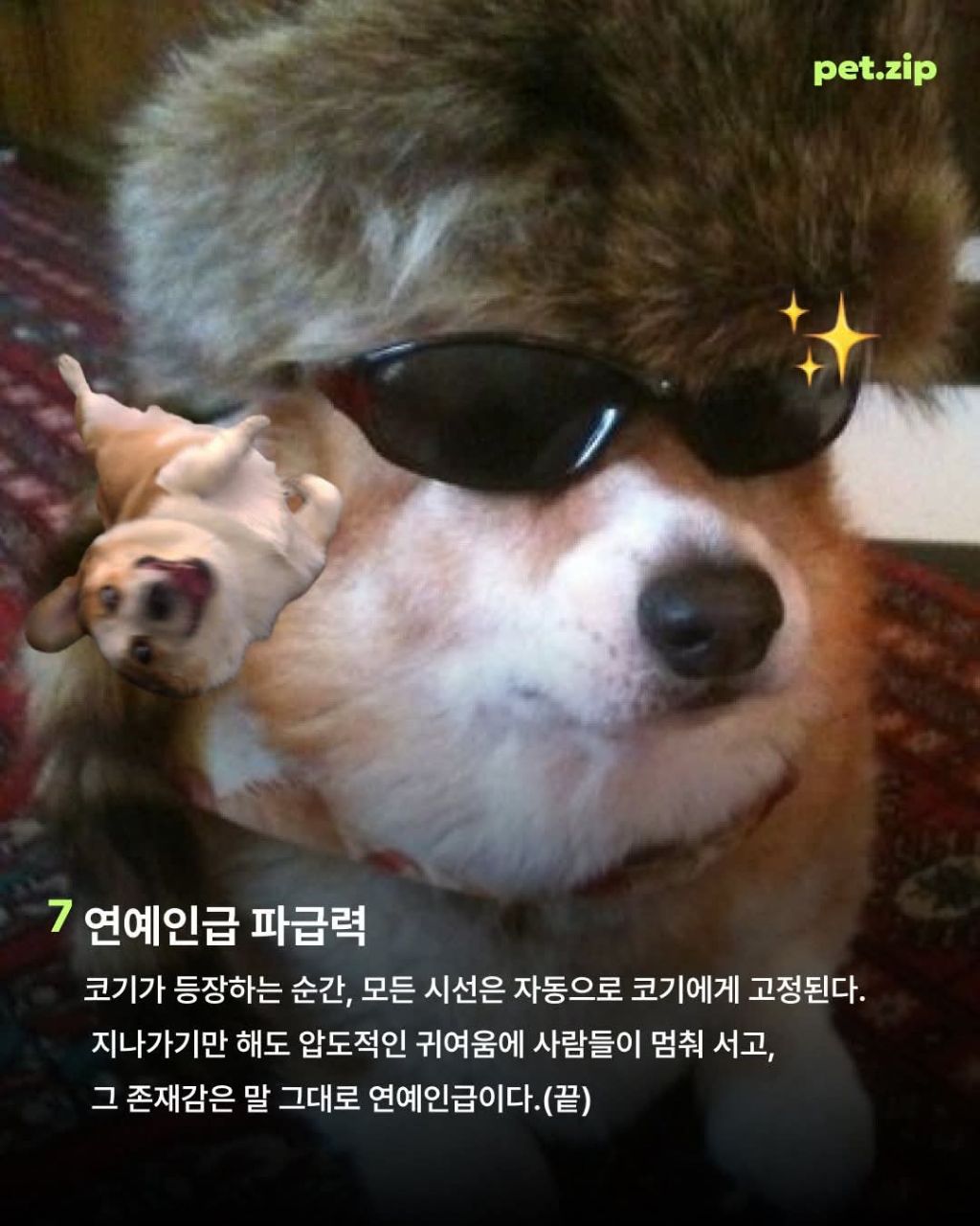 웰시코기가 짱인 이유 | 인스티즈