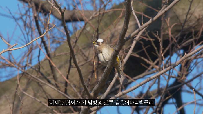 [사진100장스압] 고양이가 자연생태계에 끼치는 심각한 영향 | 인스티즈