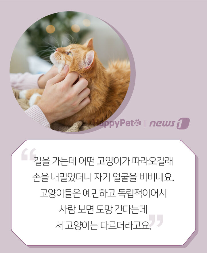 사람 따라다니며 얼굴 비비는 고양이, 왜 그러는 거죠? | 인스티즈