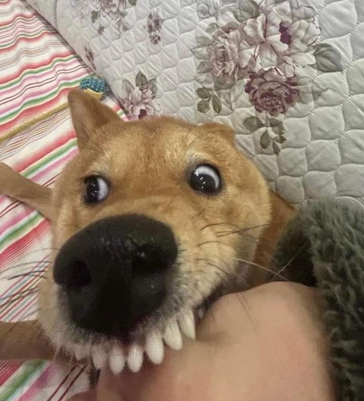 역동적인 강아지 | 인스티즈