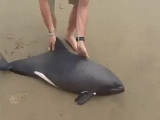 아기 고래 | 인스티즈