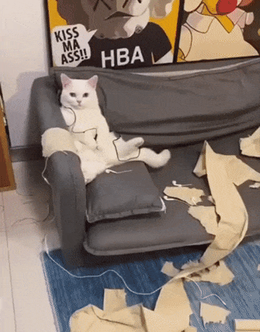 체포된 고양이 | 인스티즈