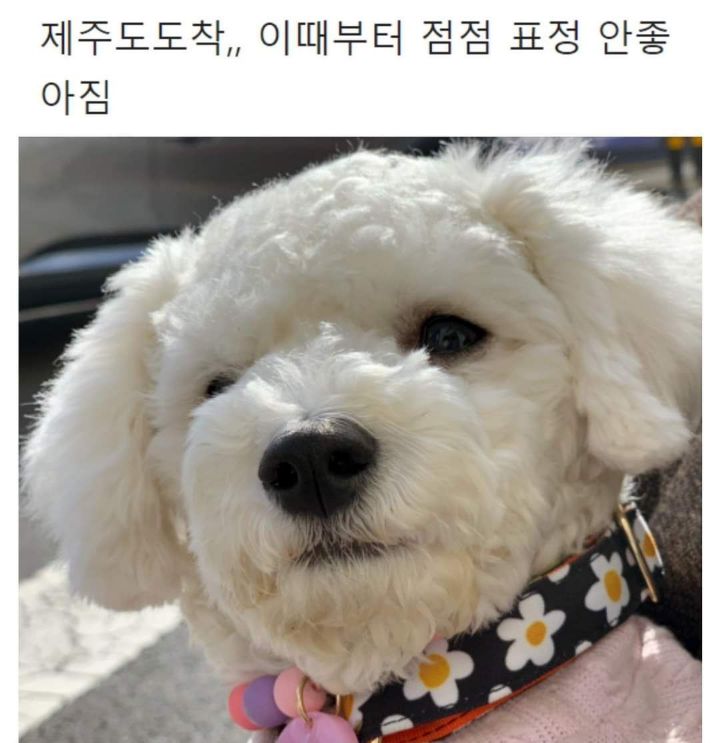 강아지랑 제주도여행 가지마라 | 인스티즈
