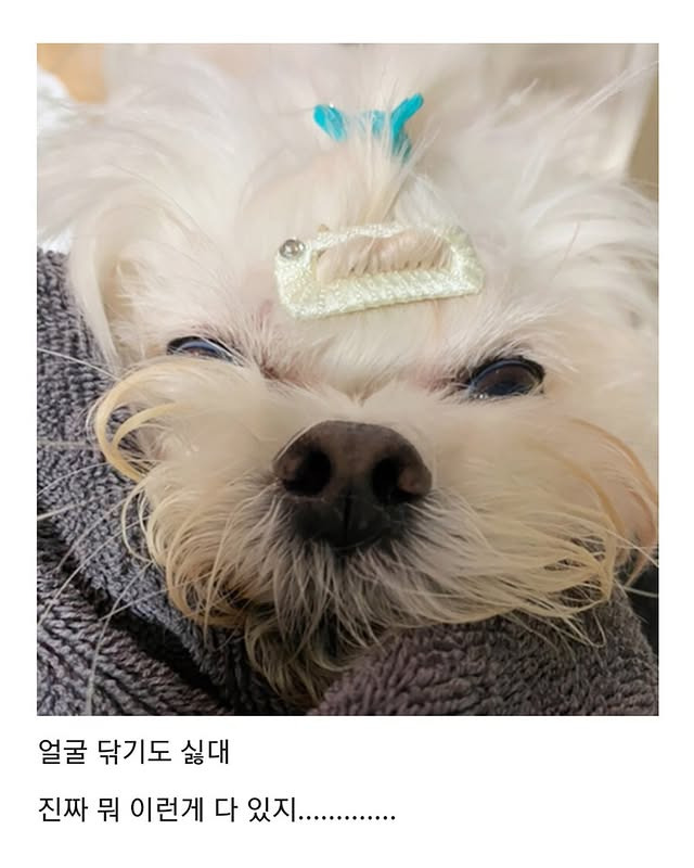 물 잘 안 마시는 강아지들 물에 당근이나 오이 넣으면 잘 마신대서 해봤거든 | 인스티즈