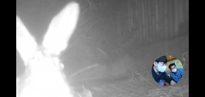 도로 위 야생동물 생태통로를 이용하는 동물들.jpg | 인스티즈