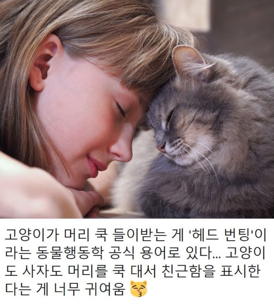 고앵이가 친근감을 표시하는 방법 | 인스티즈