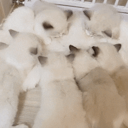 고양이 이름 나비가 많은 이유 | 인스티즈