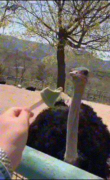 아이스크림 처음 먹는 타조 | 인스티즈