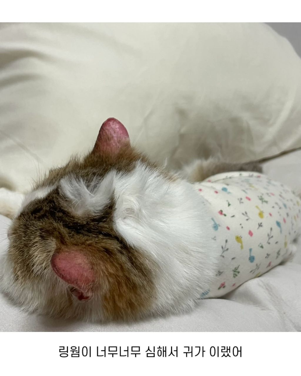 보호소냥이가 집냥이가 된 과정 | 인스티즈