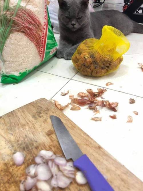 마늘 까는거 구경하는 고양이 .jpg | 인스티즈