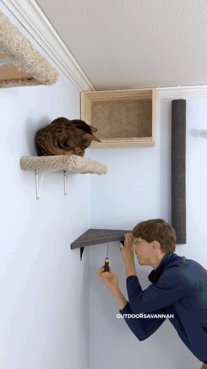 벽 전체가 고양이 놀이터.gif | 인스티즈