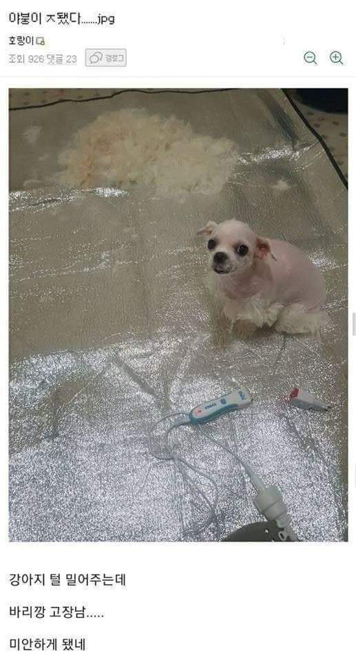디씨 댕댕이 인증 레전드 모음 | 인스티즈