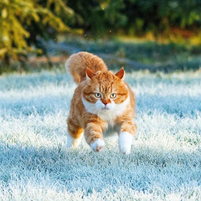 러시아 고양이 .jpg | 인스티즈