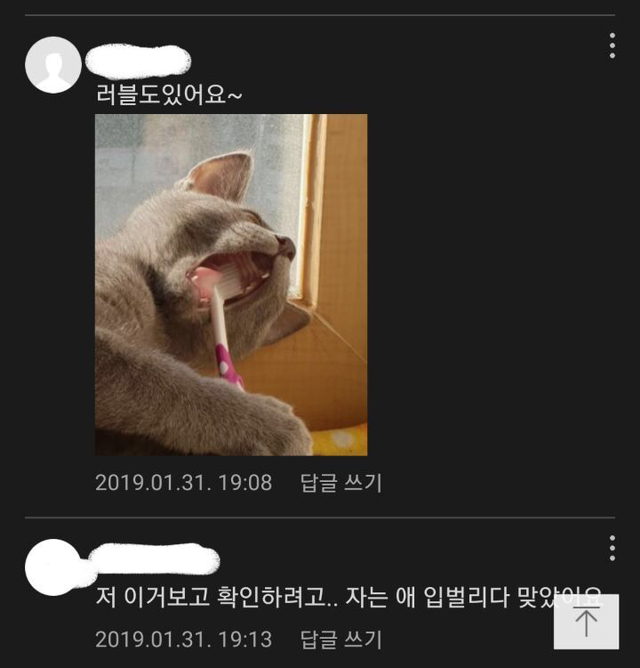 고양이는 입 안에도 얼룩무늬 있음.jpg | 인스티즈