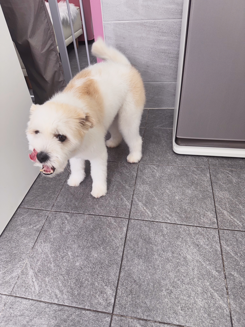 길냥이 길댕이 맘에들면 주워가라길래 주워옴 | 인스티즈