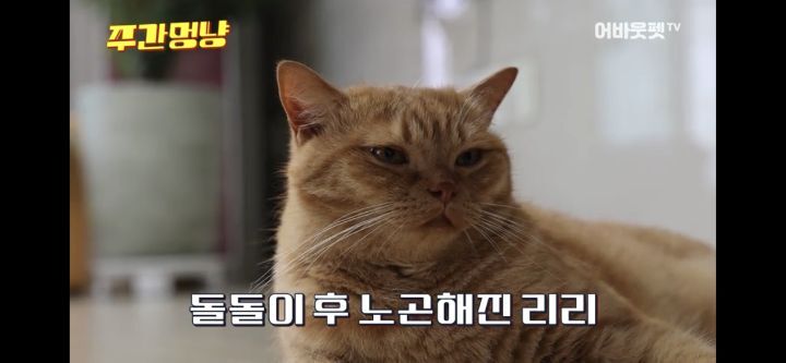 아빠바라기 고양이 | 인스티즈