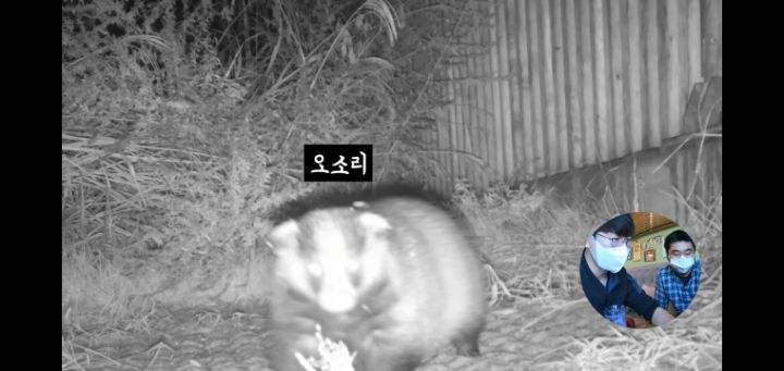 도로 위 야생동물 생태통로를 이용하는 동물들.jpg | 인스티즈