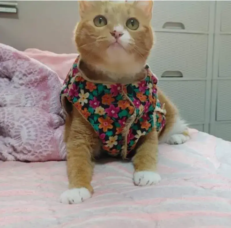 요즘 K-고양이 핫템.JPG | 인스티즈