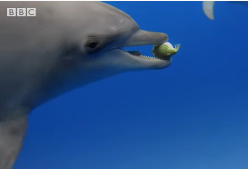 돌고래가 마약을 하는법 | 인스티즈