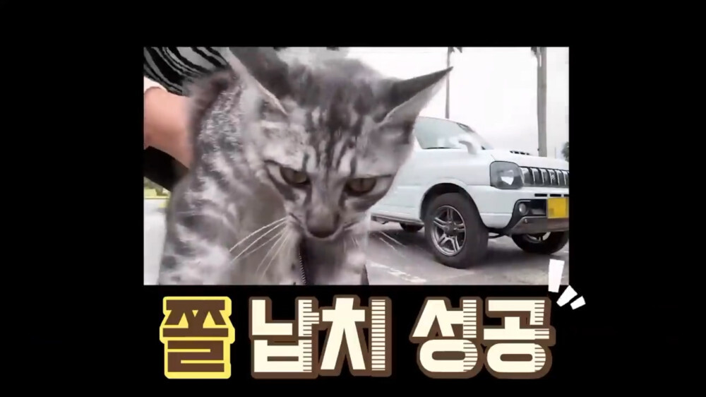 [스압주의] 일본인 캣맘 유튜버 2편 - 3천만원짜리 고양이 집 지음 | 인스티즈