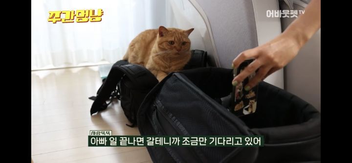 아빠바라기 고양이 | 인스티즈