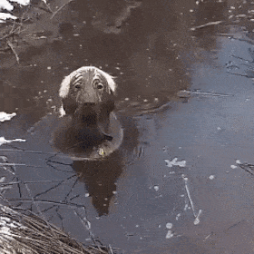 견주 오열하게 만드는 댕댕이.gif | 인스티즈