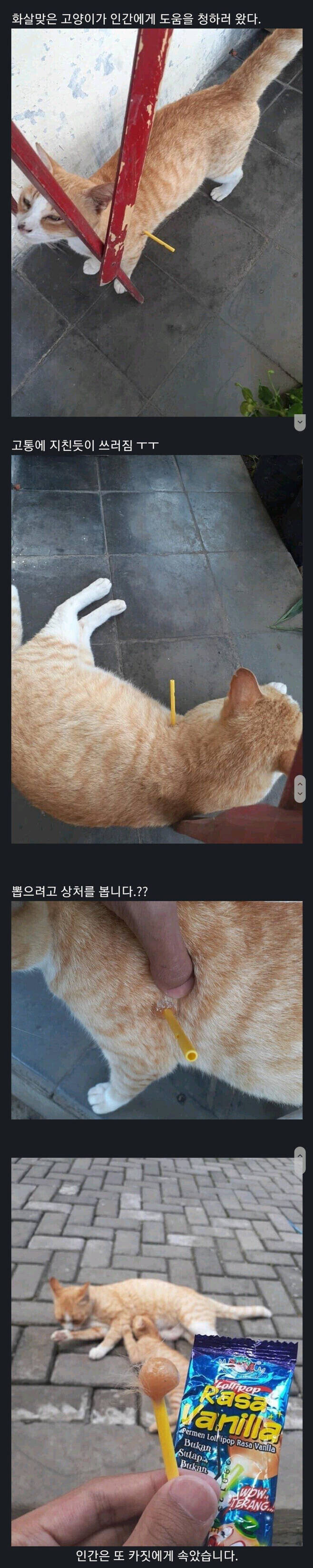 고양이 아프다고!? | 인스티즈