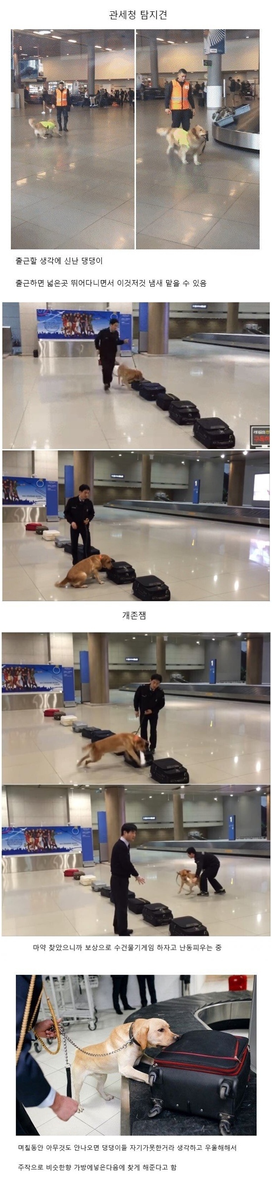 댕댕이 인생 최고의 직장.jpg | 인스티즈