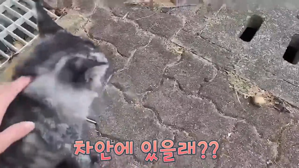 [스압주의] 일본인 캣맘 유튜버 2편 - 3천만원짜리 고양이 집 지음 | 인스티즈