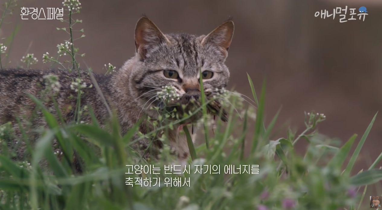 일부 몰지각한 캣맘들은 이 악물고 모른척하는 내용.jpg | 인스티즈