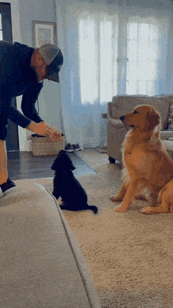 훈련받는 강아지 따라하는 골댕이.gif | 인스티즈