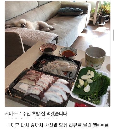 배달의 민족 리뷰에 강아지가 안보여 아쉬운 사장님.jpg | 인스티즈