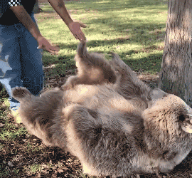 곰이 어렸을 때 돌봐주던 남자.gif | 인스티즈