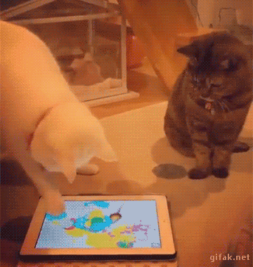 흰 양말 신은거 같은 고양이의 발.jpgif | 인스티즈