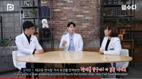 국내 소형견이 유독 슬개골 탈구가 많은 이유 | 인스티즈