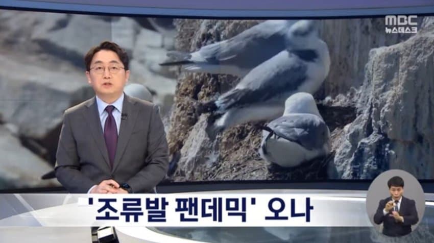 현재 전 세계로 퍼지고 있는 조류 독감.jpg | 인스티즈