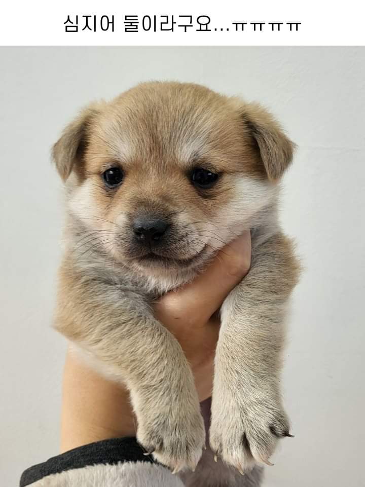 사무실에 있는 댕댕이들 | 인스티즈