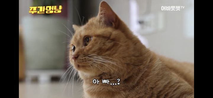 아빠바라기 고양이 | 인스티즈